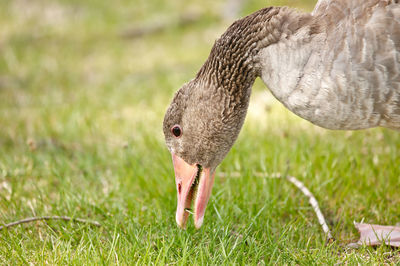 Close-up of duck on field