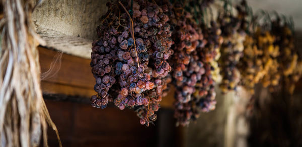 Close-up of hanging outdoors