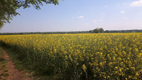 Scenic view of oilseed rape field against sky