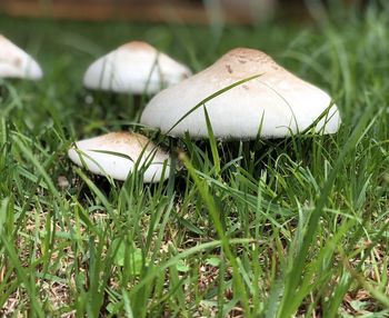 Close-up of mushroom growing on field