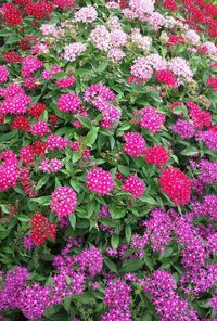 Full frame shot of pink flowers