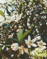 Close-up of white flowers