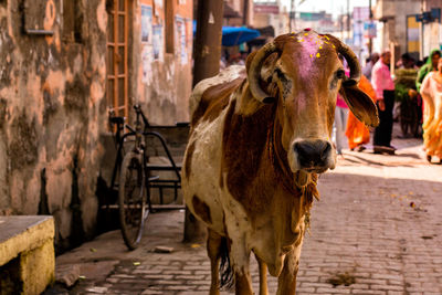Cow on street