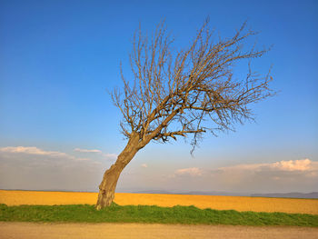 Bare tree on field against sky