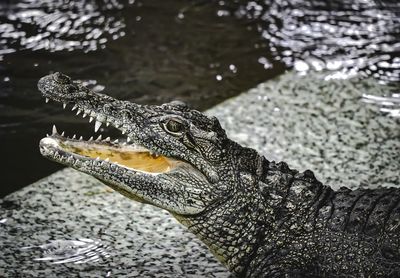 Close-up of crocodile