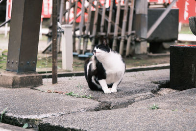 Cat sleeping outdoors