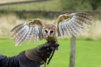 Ashy faced owl at a bird of prey centre
