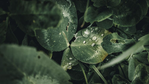 Close-up of wet plant leaves during rainy season