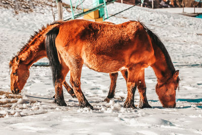 Horses in ranch