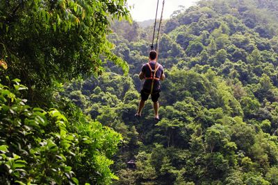 Rear view of man zip lining amidst trees in forest
