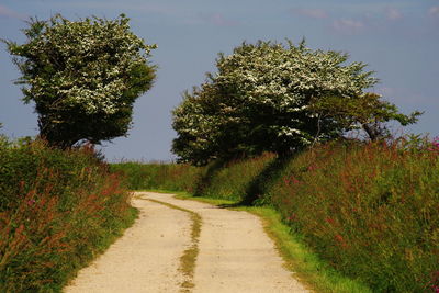 Road amidst trees against sky