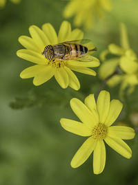 Close-up of insect pollinating on yellow flower