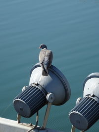 Close-up of seagull perching on sea shore