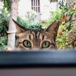 Close-up portrait of a cat