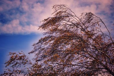 Low angle view of tree against sky