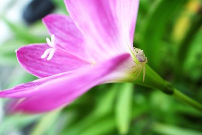 Close-up of pink flowering plant