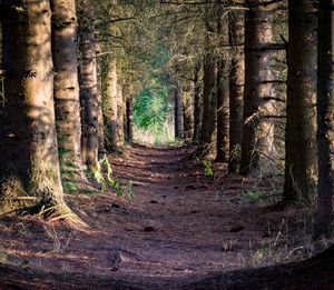 Dirt road amidst trees in forest