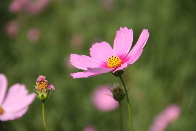 Close-up of pink cosmos flower