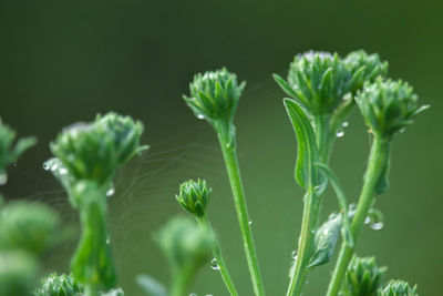 Close-up of fresh green plant