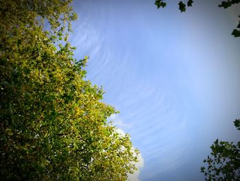 Low angle view of trees against blue sky