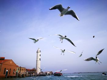 Seagulls flying over sea
