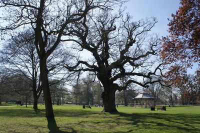 Trees on landscape against sky