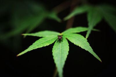 Close-up of insect on leaf