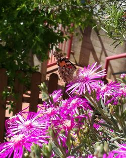 Close-up of butterfly on purple flowers