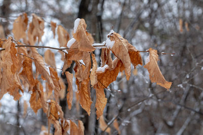 Close-up of dry leaves on snow covered tree