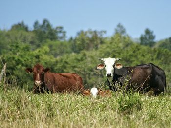 Cows grazing on grassy field