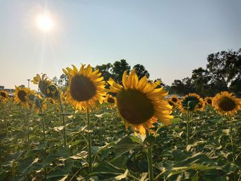 Close-up of sunflower on field against bright sun