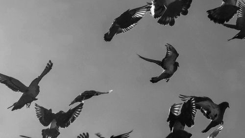 Low angle view of seagulls flying