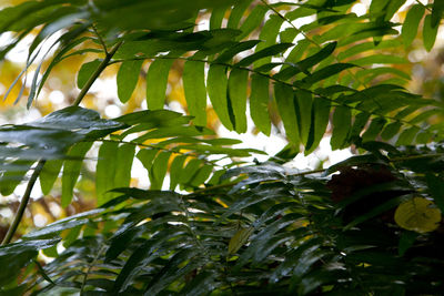Close-up of fresh green plants in water