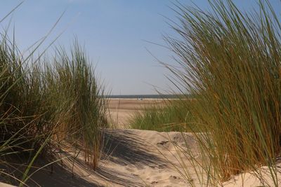 Close-up of grass on beach