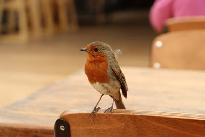 Close-up of bird perching