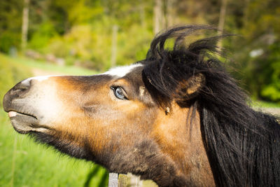 Close-up of a horse looking away