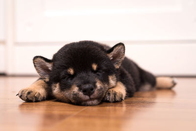 Black shiba inu dog are laying and rolling on the wooden floor in the bedroom.