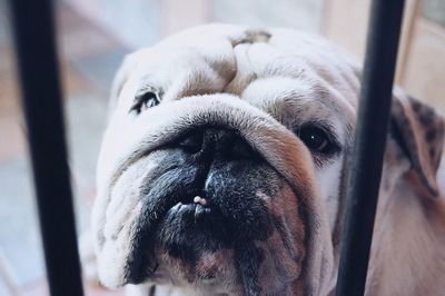 Close-up of english bulldog