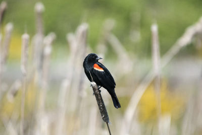 Close-up of black bird perching on leaf