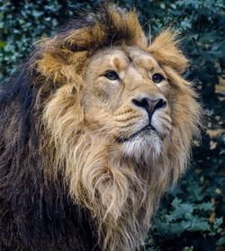 Close-up portrait of lion