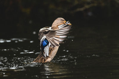 Duck on a lake