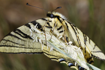 The scarce swallowtail butterfly from biokovo nature park, croatia