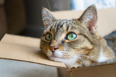 Close-up portrait of a cat