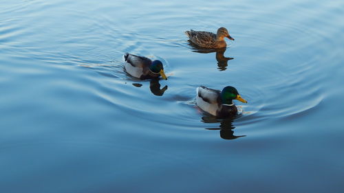 High angle view of ducks swimming on lake