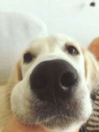 Close-up portrait of a dog