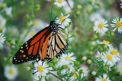 Close-up of butterfly pollinating on flower