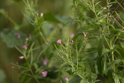 Close-up of pink flowers