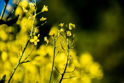 Close-up of yellow flowering plant on field
