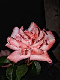 Close-up of pink rose blooming at night