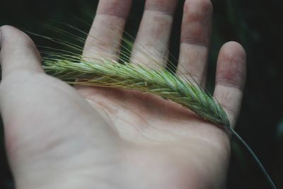 Close-up of hand holding plant